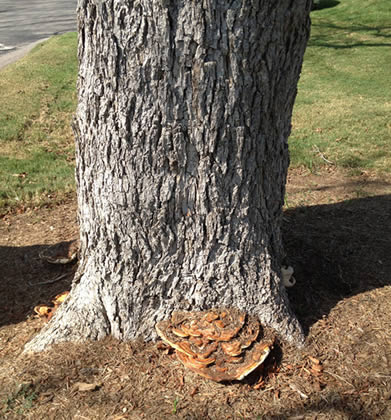 austin-tree-trimming-company